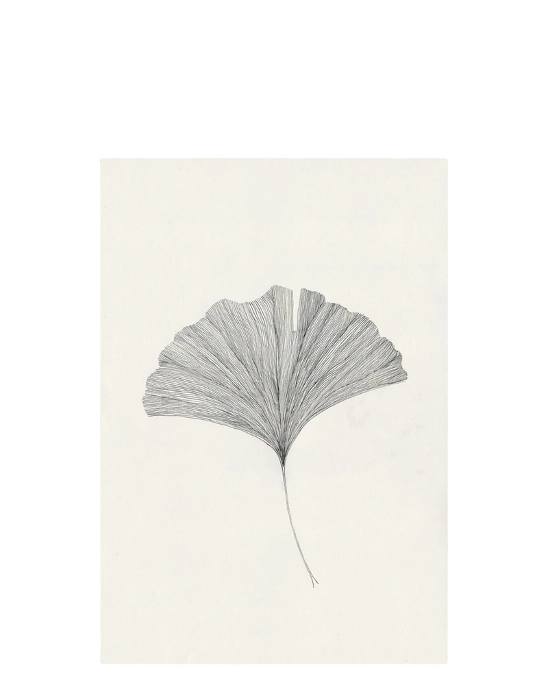 Ginkgo Leaf Print 40Cm x 50Cm