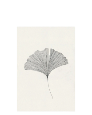 Ginkgo Leaf Print 40Cm x 50Cm