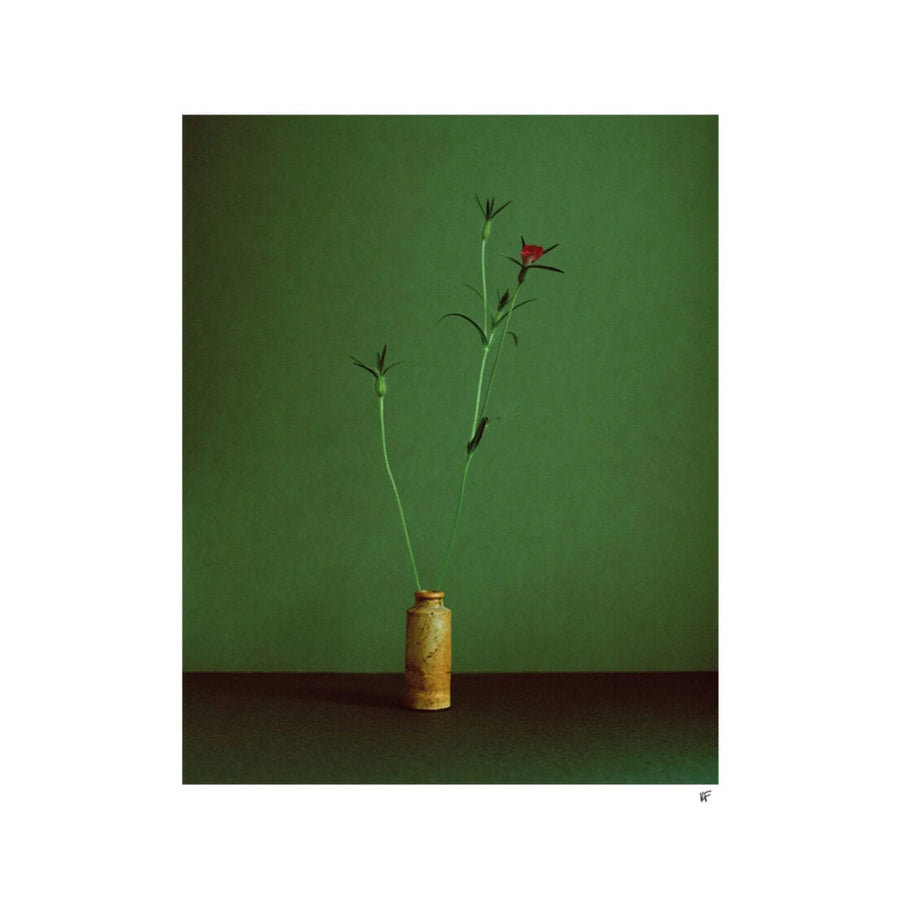 Corncockle Print 40Cm x 50Cm