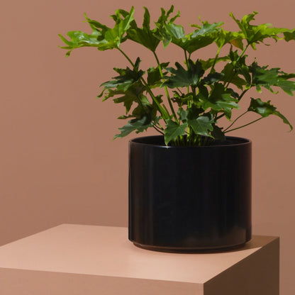Benny Planter - Black Small